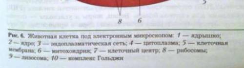 Подпишите все части клетки.