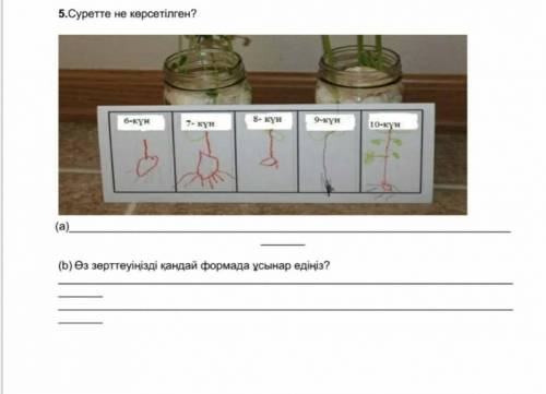 Суретте не көрсетілген ржж ж ж