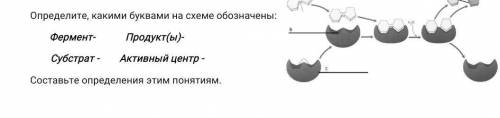 Определите какими буквами на схеме обозначены фермент продукты субстрат активный центр