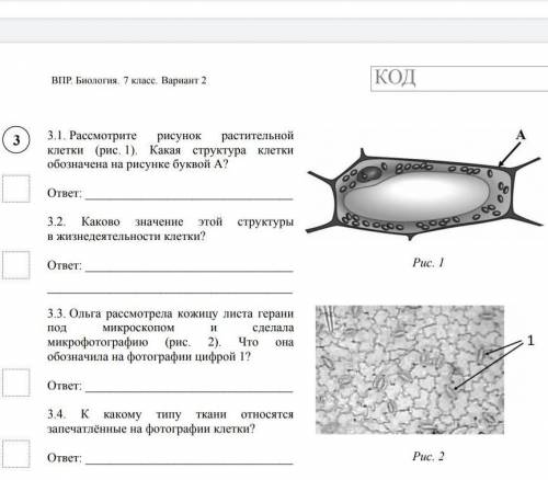 Каково значение этой структуры в жизнедеятельности
