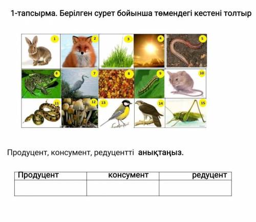 Кестені толтыр продуцент Консумент Редуцент