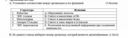 очень прям щас нужен у меня соч 