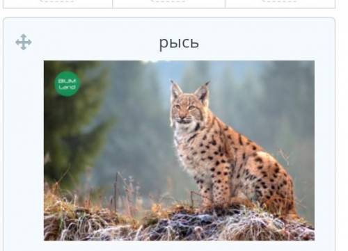 Чем питается рысь?ответ сделалаю лучшим