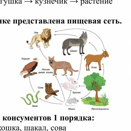 Определите консументов 1 порядка: A. Лесная кошка, шакал, сова B. Коршун, лев C. Растительность D. К