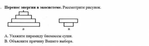 А. Укажите пирамиду биомассы суши. В. Объясните причину Вашего выбора. 