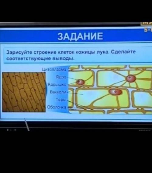 Зарисуйте стиоение кожицы лука .Сделайте соответствующии выводы 