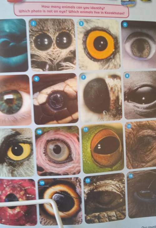 How many animals can you identify?Which photo is not an eye? Which animals live in Kazakhstan?