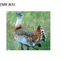Мына құстың аты қандай?как называется это птича​