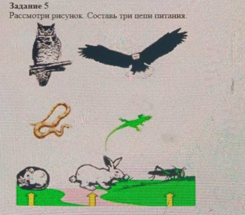 Рассмотри рисунок. Составь три цепи питан