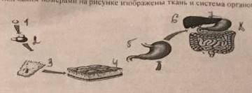 Определите под каким номером на рисунке изображена тканьHelp please Hlp