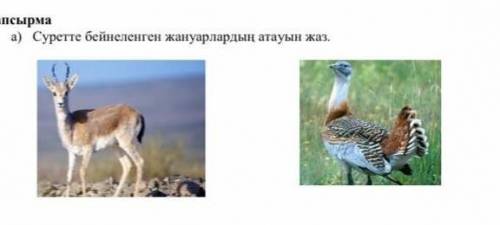 Бул жануарлар калай аталады