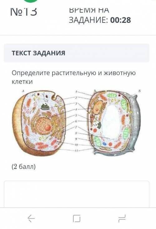 Текст задания определите растительную и животную клетки ( )