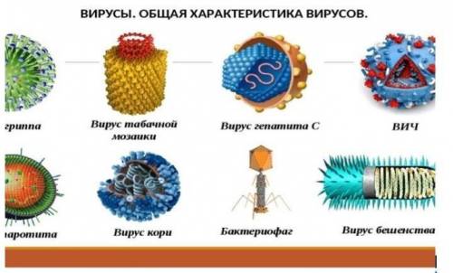 :Дайте характеристику этим организмам ( не менее 3х признаков)