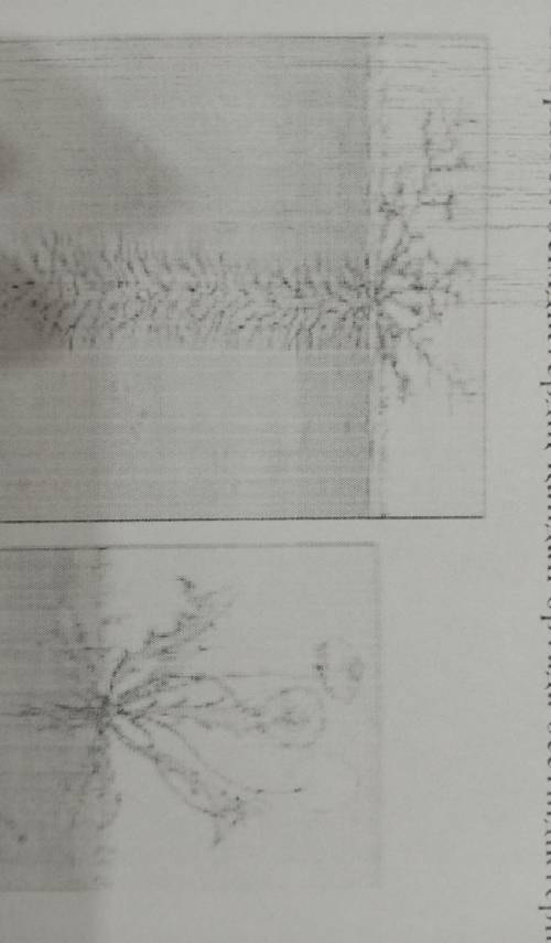 Берілген өсімдіктедің қандай ортада өсетіндіктерін жанына жаз:​