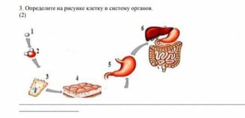 Определите на рисунке клетку и систему органов​
