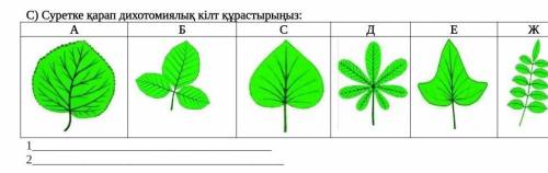 Составьте дихотомический ключ, глядя на изображение. ​