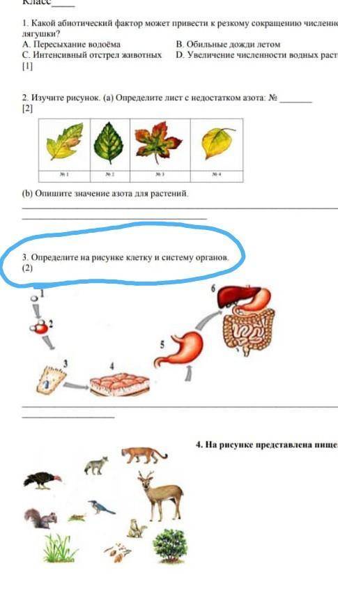 нужно! Определите клетку и систему органов​