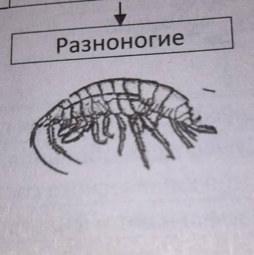 Какие бывают раЗноногие высшие раки?