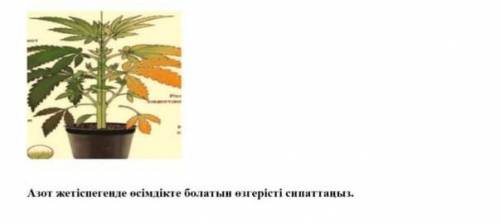 Азот жетіспегенде өсімдікте болатын өзгерісті сипаттаңыз.
