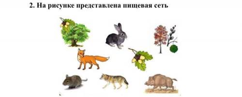 На рисунке представлена пищевая сеть