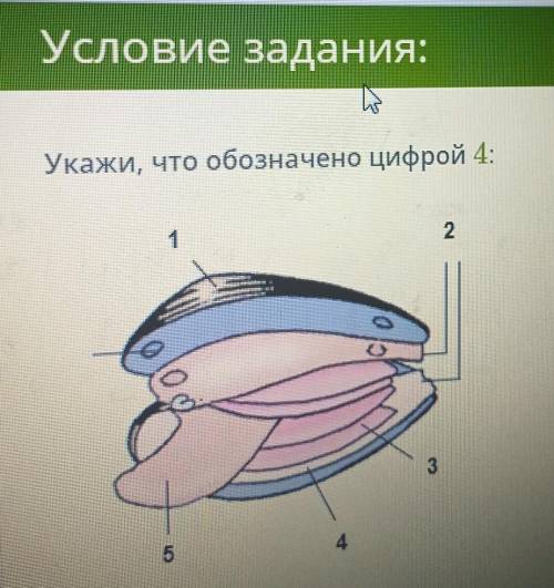 Строение Двустворчатых моллюсков 