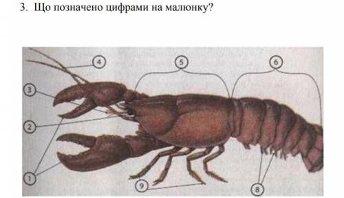 Що позначено цифрами на малюнку?