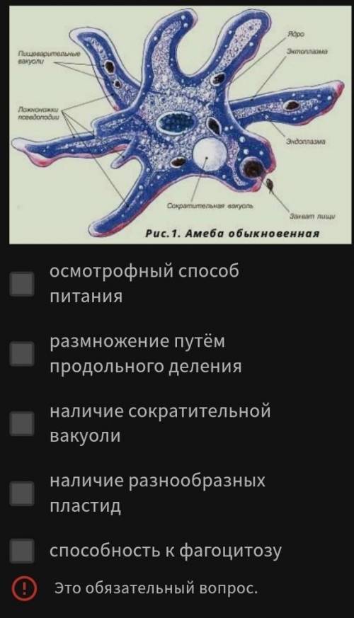 все пересланные ниже, признаки кроме двух, используются для описания изабраженной на рисунке клетки,