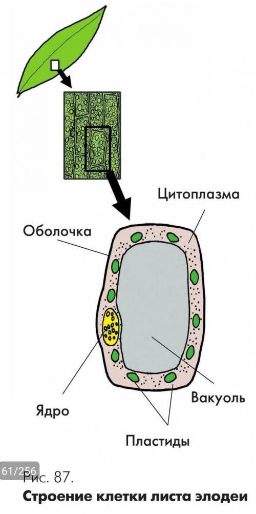 Сделайте рисунок разноцветными карандашами строение клетки листа элодеи с подписями по фото