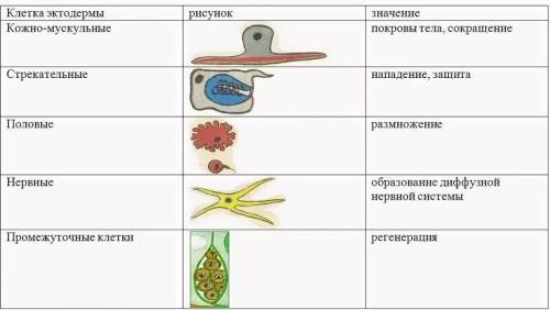 таблица по клеткам кишечнополостных: нервная, промежуточная, стрекательная и т.д. Колонки: 1.Названи