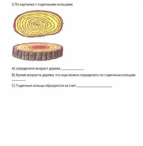 2.По картинке с годичными кольцами А) определите возраст дереваB) Кроме возраста дерева, что ещеможн