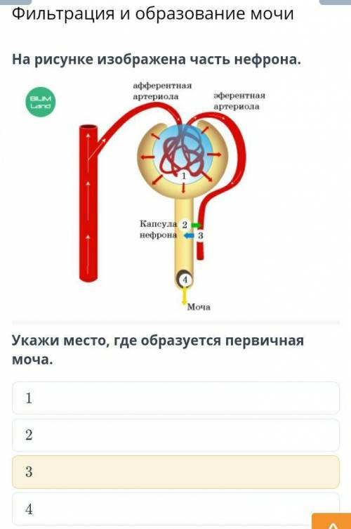 Укажи место, где образуется первичная моча.ответ.