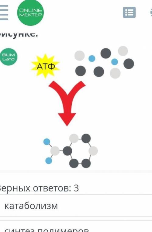 Online mektep биология Определи названия, характеризующие процесс на рисунке.