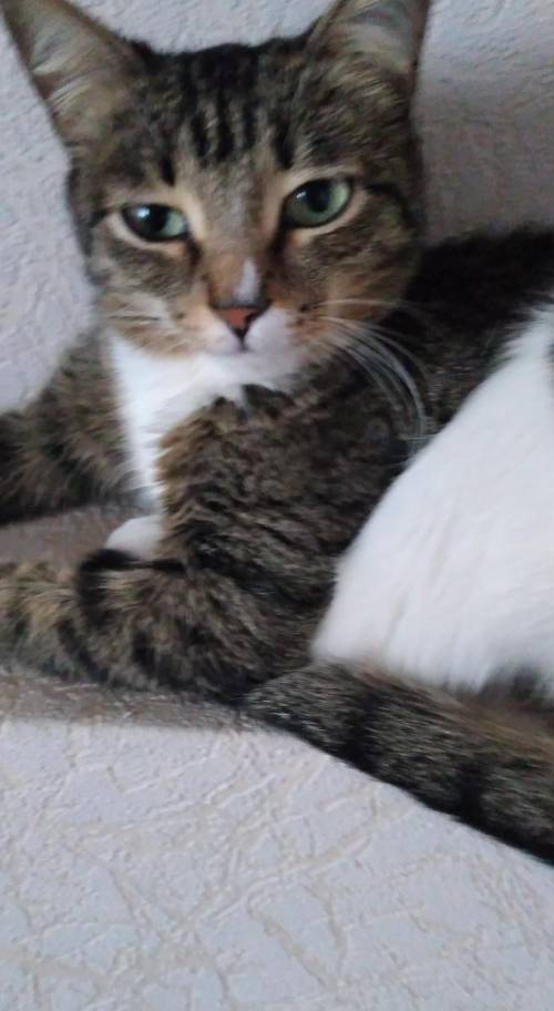 ПОМАГИТЕ НАДО КОШКУ НА ШАШЛЫК МАШЛЫК ПАМАГИТЕ(