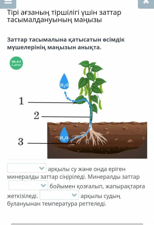 Мына жерде қалай айтындарш тамыр сабақ жапырақ