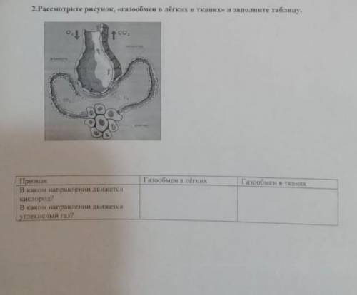 Рассмотрите рисунок гозообмен в лёгких и запалните таблицу