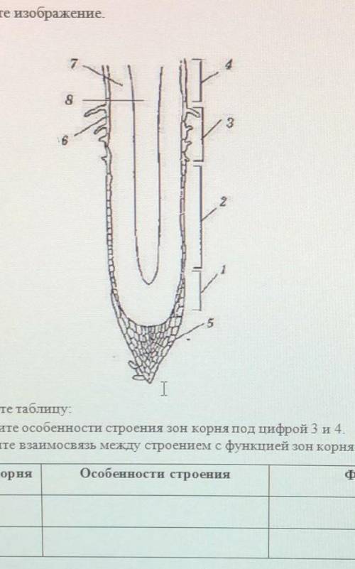 2. Рассмотрите изображение. (а) Заполните таблицу:(i) Опишите особенности строения зон корня под
