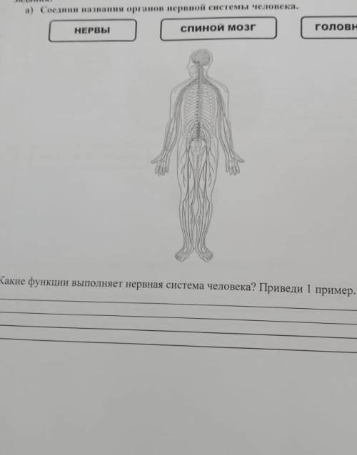 Соединий названия органов нервной системы человека нервы спиной мозг головной мозг
