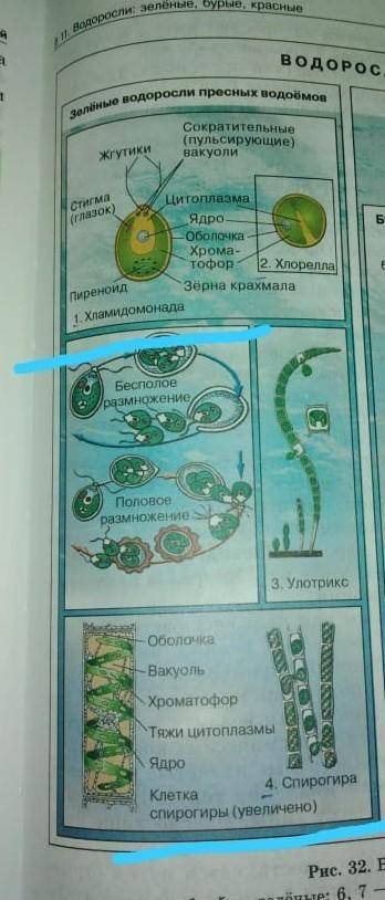 НАРИСУЙТЕ Я РИСУЮЮ ПРОСТО ОТВРАТИТЕЛЬНО) 