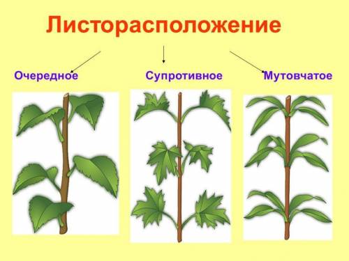 1. Что такое побег? 2. Из чего состоит побег? Строение побега отразите в виде рисунка с указанием ег