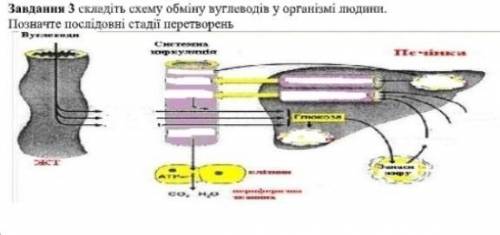 Схема обміну вуглеводів у організмі людини. 