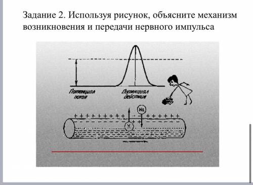 используя рисунок объясните механизм возникновения и передачи нервного импульса