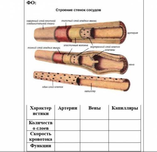 Очень нужно. Заполните таблицу ниже очень надо Кто нибудь мне?