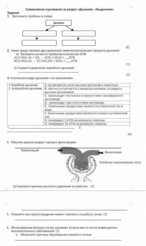 Заполните пробелы в схеме.Дыхание 1) Пример 2) Пример. 3) Пример. 4) Пример нужно