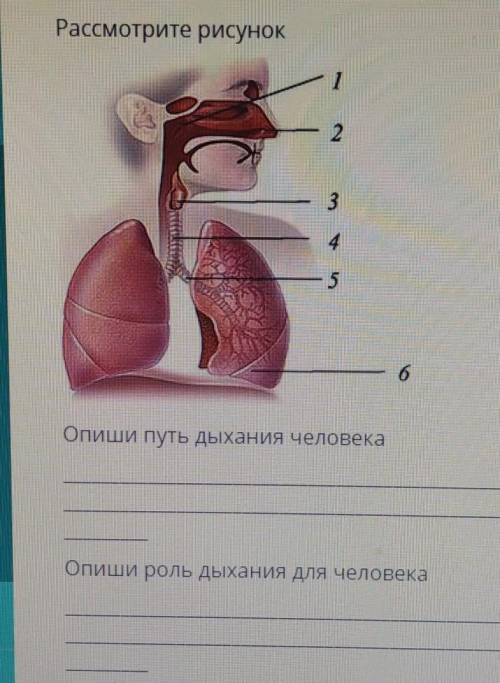 Опишите путь дыхания человека. Опишите роль дыхания человека.