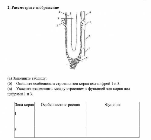Рассмотрите изображение а заполните таблицу опишите особенности строения зон корня под цифрой 1 и 3