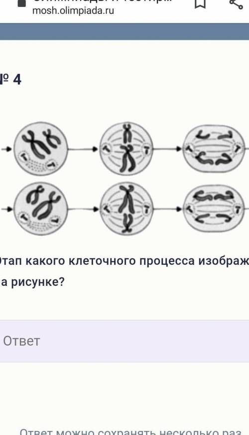 Этап какого клеточного процесса изображен на рисунке?
