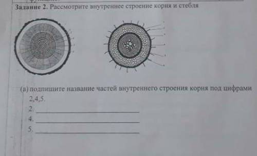 Задание 2.Подпишите название частей внутреннего строения стебля и корня.2,4,5даю 25 бплов