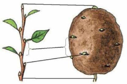 Рассмотрите рисунок, докажите, что клубень – это побег. Какие вещества отложены в клетках клубня?
