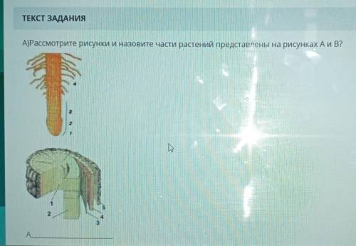А)Рассмотрите рисунки и назовите части растений представлены на рисунках А и В