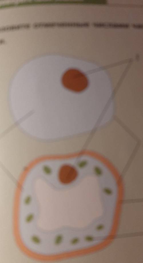 2 Какая клетка изображена на рисунке -стительная или животная? Поясните,ему вы так думаете.